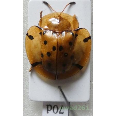 Cassidae sp. Philippines70d